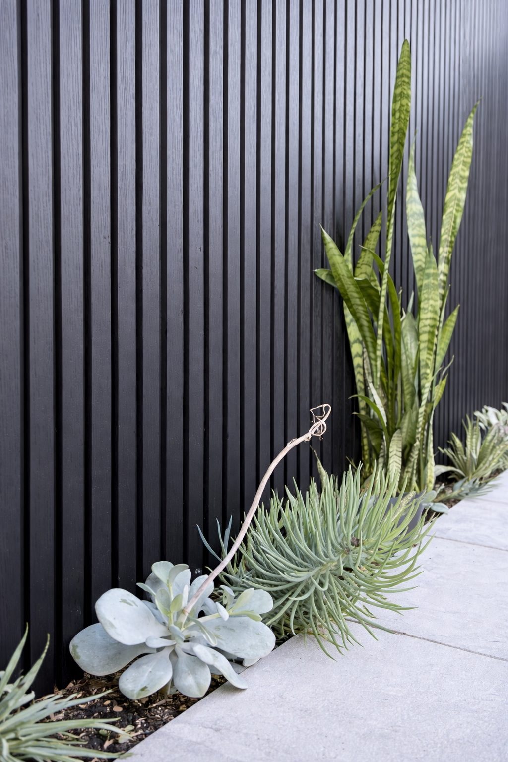 Succulents and mother-in-law's tongue against a black batten fence